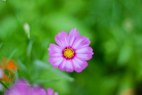 Free Close-up of a vibrant pink Cosmos bipinnatus with a green blurred background, showcasing its natural beauty. Stock Photo