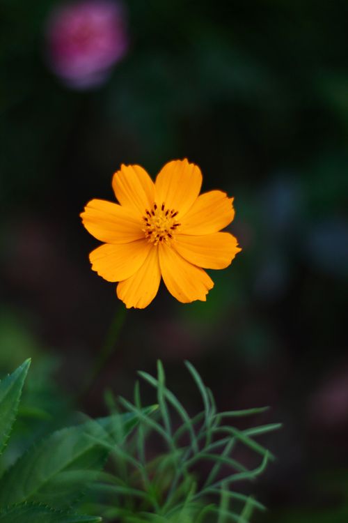 Free Close-up of a vibrant yellow cosmos flower with blurred dark green background. Stock Photo