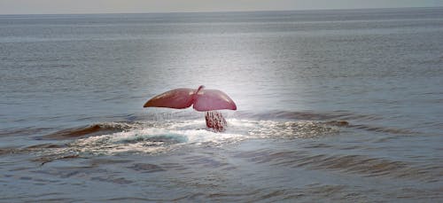 Fotos de stock gratuitas de agua, aletas, animales