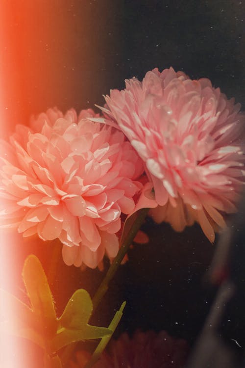 Close-Up Photo of Pink Flowers