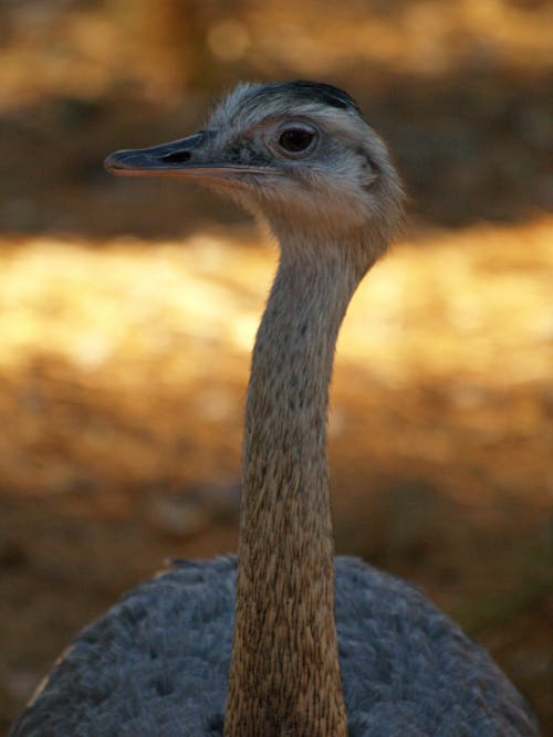 Fotos de stock gratuitas de animales, avestruz