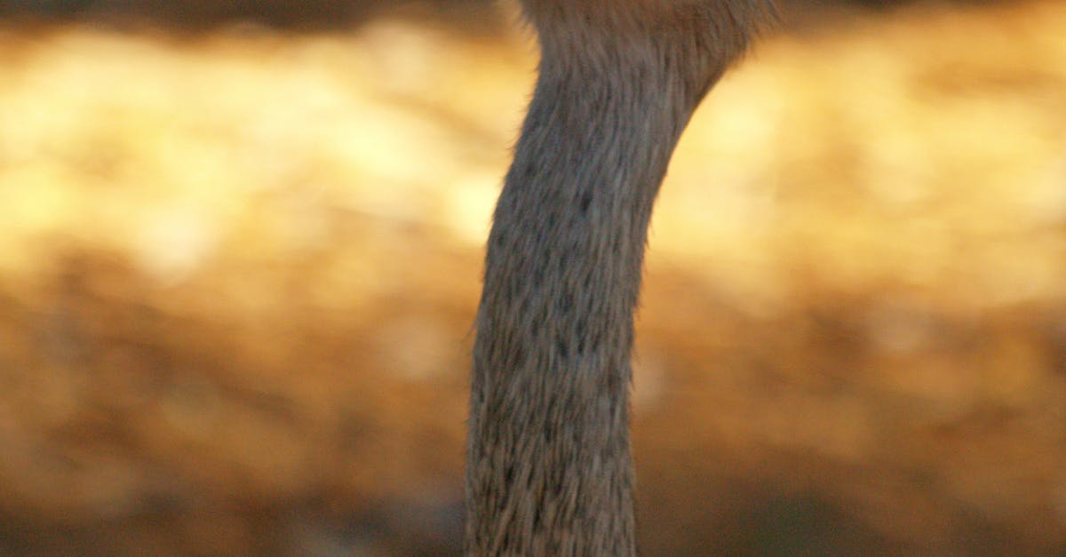 Free stock photo of animals, bird, ostrich