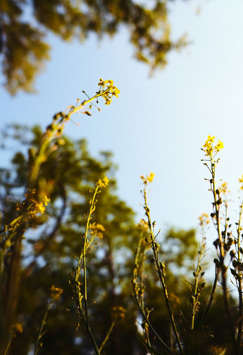 Yellow wildflowers reaching up towards a clear sky — photo by Bohdan Hyrovych on Pexels