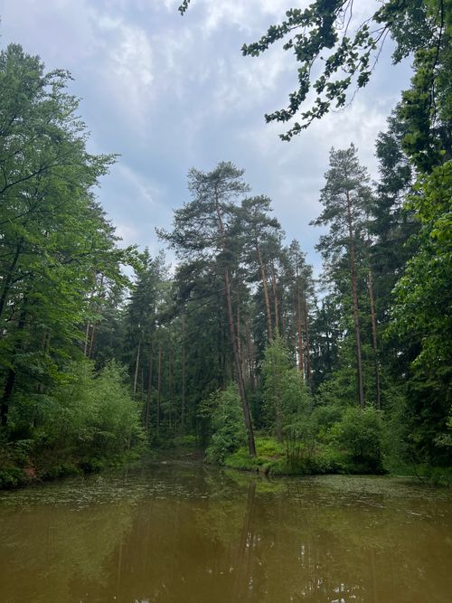 Free Serene forest pond surrounded by lush greenery and tall pine trees under a cloudy sky in Germany. Stock Photo