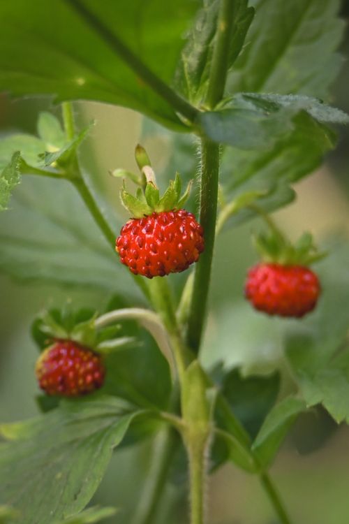 Free Close-up of wild strawberries on a plant with lush green leaves outdoors. Stock Photo