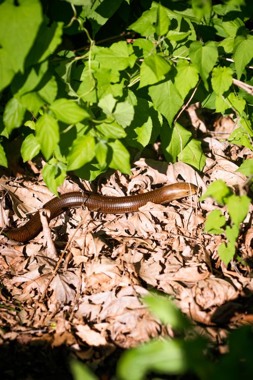 Free A lizard sunbathing in the forest under bright green leaves in Yalova, Türkiye. Stock Photo