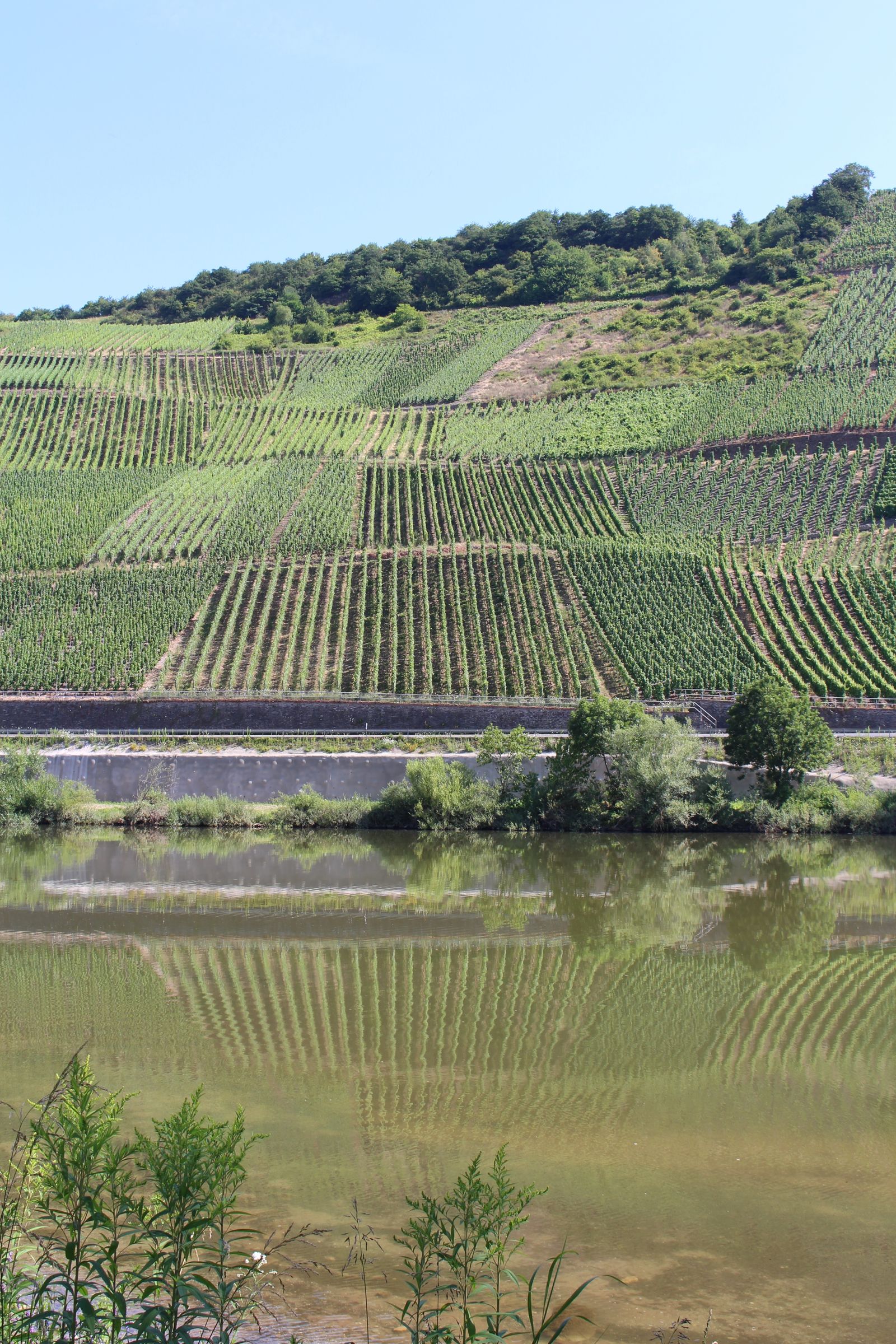 Weinberge spiegeln sich in der Mosel