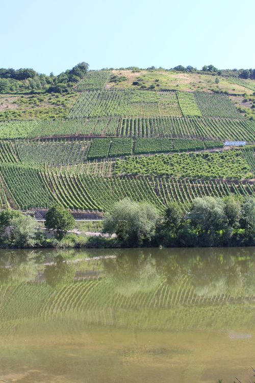Free Lush vineyards on hills overlooking the Mosel River in Germany's wine region. Stock Photo