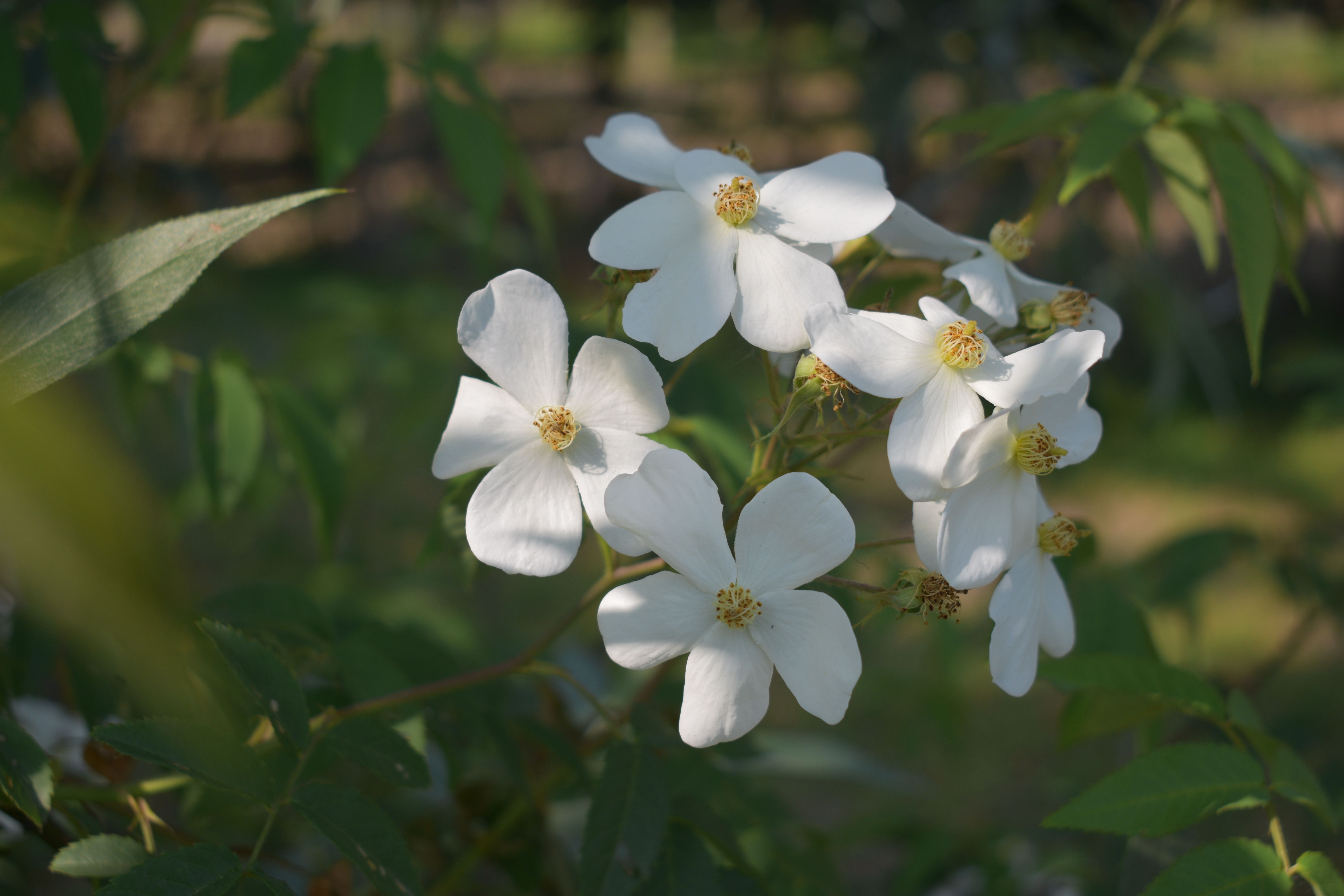 [ColoSach]-cluster-of-white-wild-roses-in-full-bloom-with-green-foliage-in-the-background.