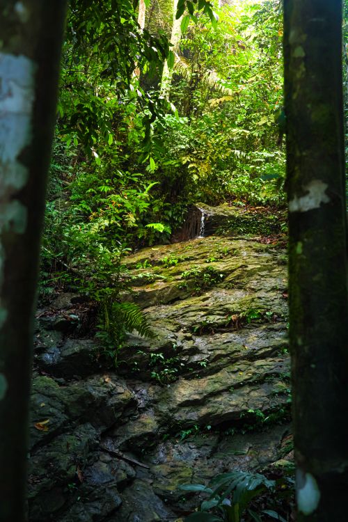 Free Explore the serene beauty of a hidden waterfall in Malaysia's lush tropical rainforest. Stock Photo