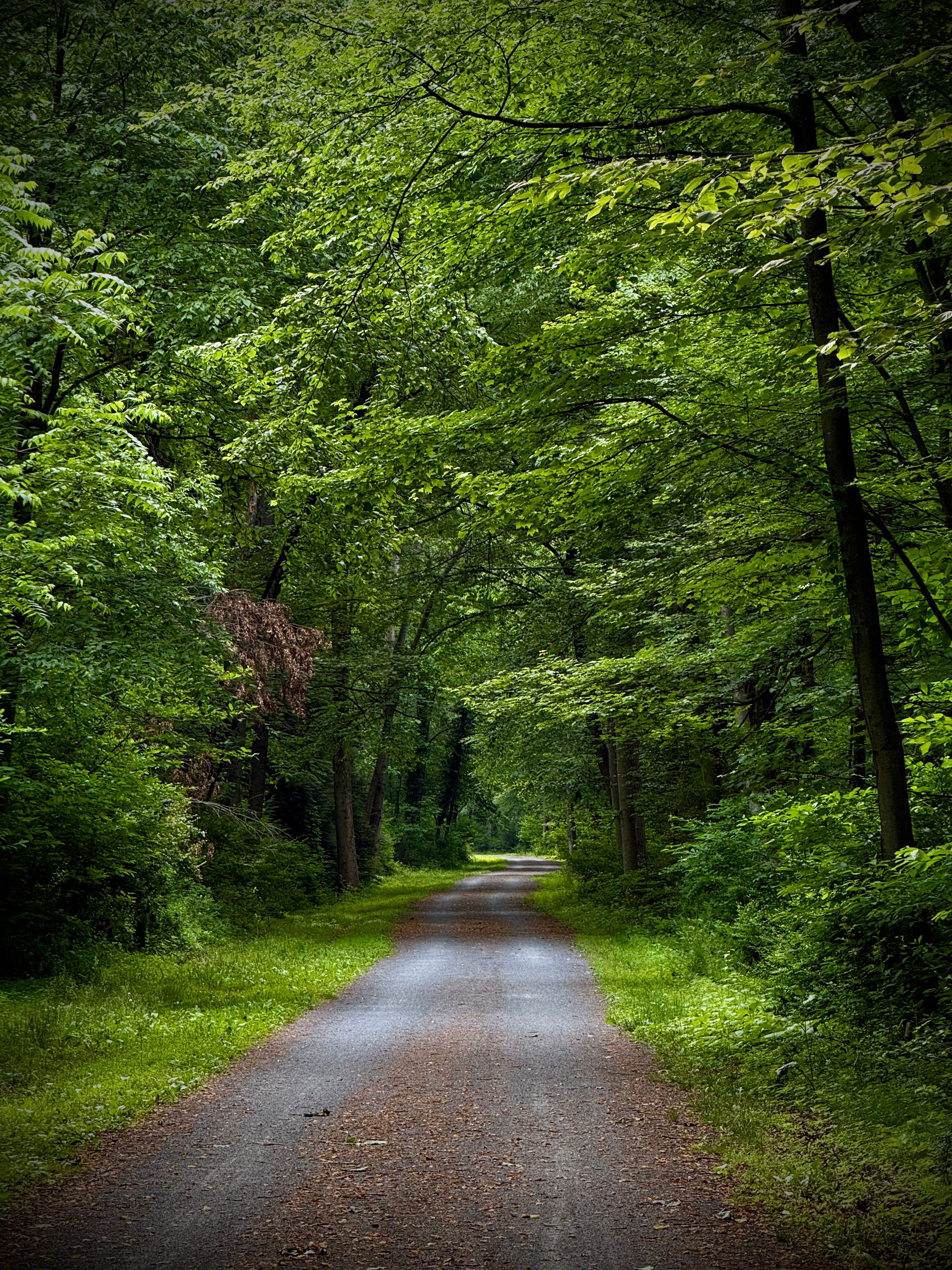 Lush green forest pathway in summer, dappled light through canopy