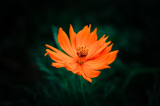 A stunning macro shot of an orange cosmos flower with a dark green background, showcasing vibrant colors.