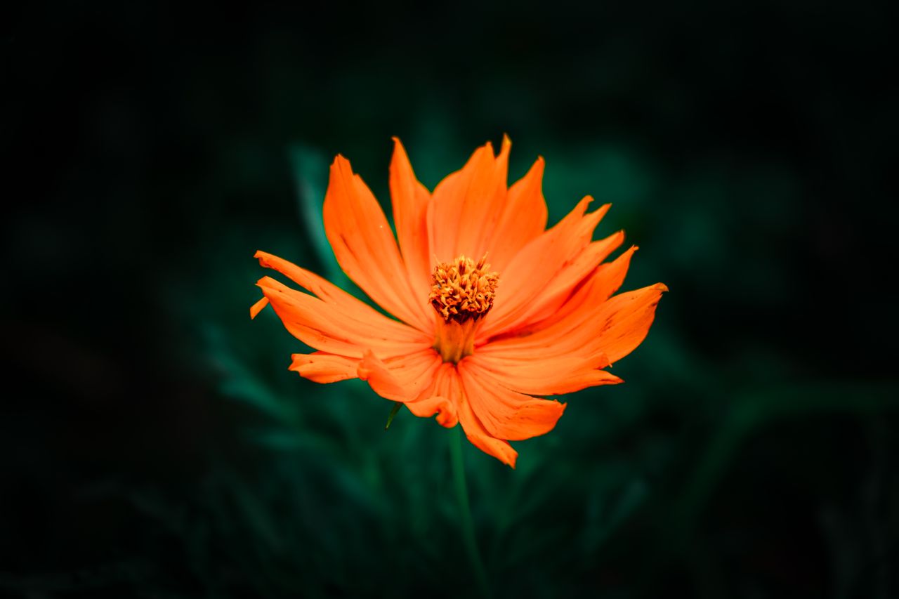 a stunning macro shot of an orange cosmos flower with a dark green bac