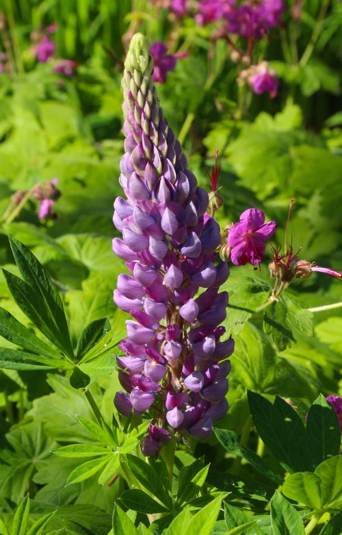 Free Purple lupine flowers blooming in a sunlit garden, showcasing nature's beauty. Stock Photo
