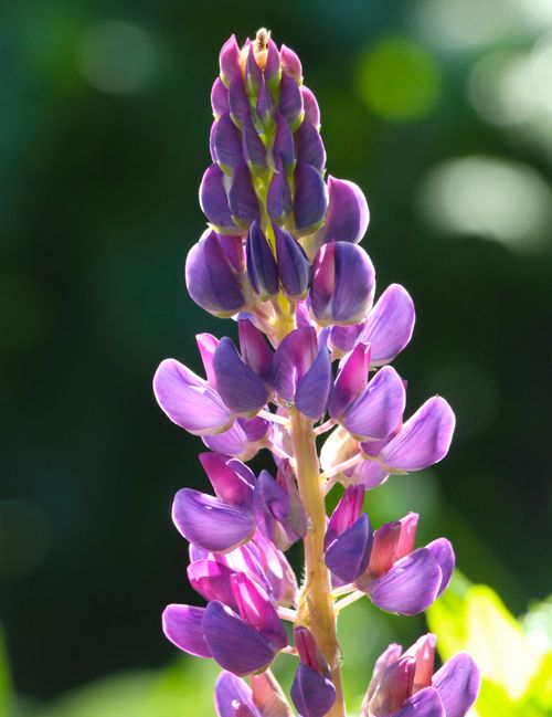 Free Close-up of a purple lupine flower blooming brightly under sunlight. Stock Photo
