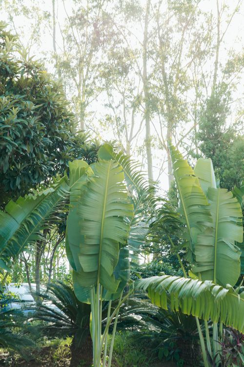 Free Vibrant tropical plants with large leaves basking in sunlight, creating a serene outdoor scene. Stock Photo