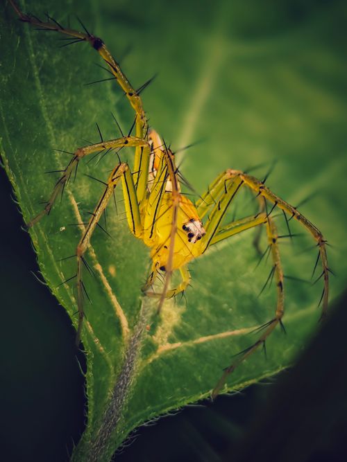 Free Detailed close-up shot of a vibrant lynx spider perched on a green leaf. Stock Photo