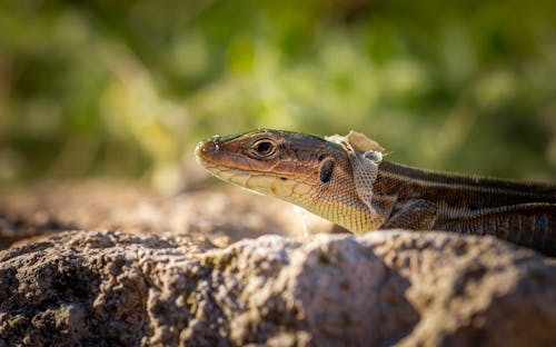 Základová fotografie zdarma na téma detail, divočina, fotografování zvířat