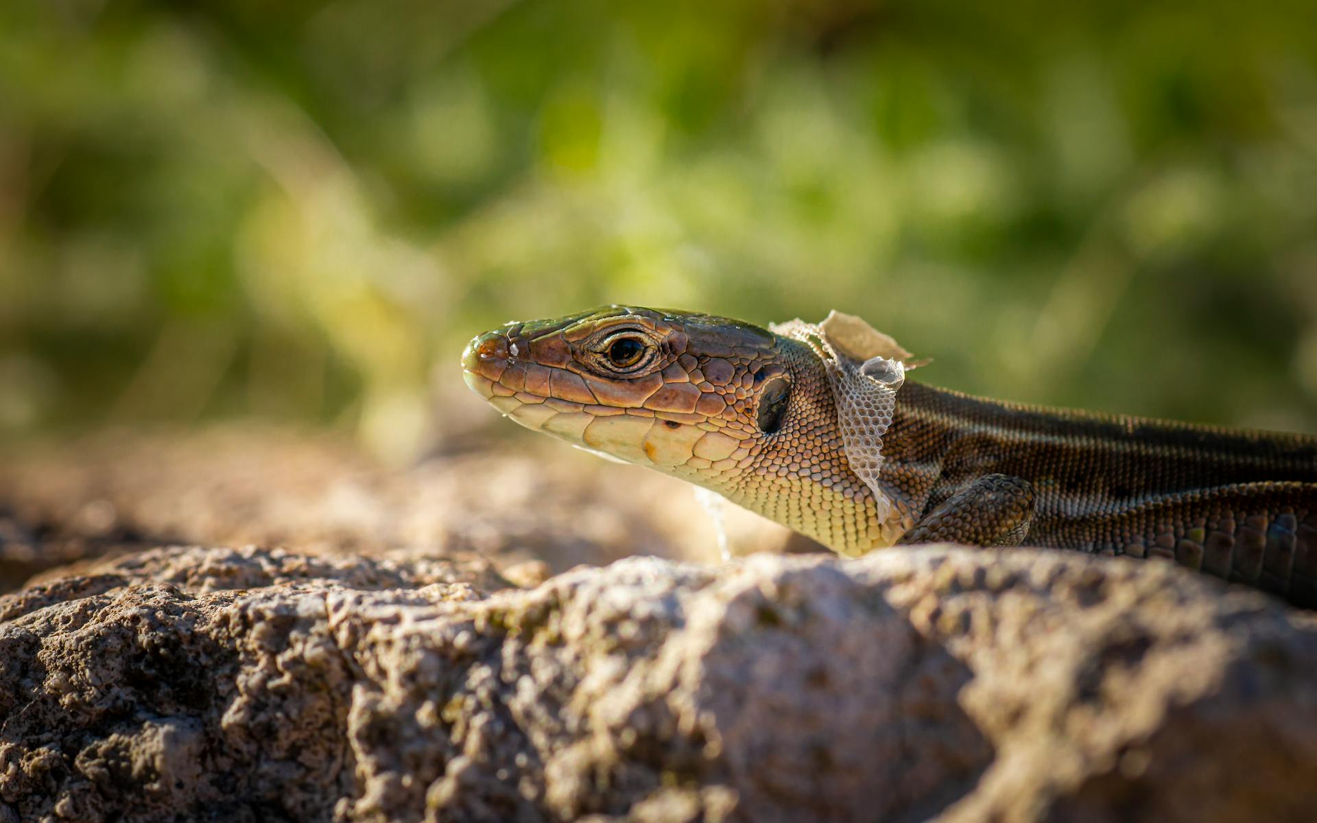 Close Up Shot of a Lizard Shedding Skin