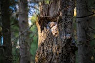 一只黄褐色的猫头鹰在宁静森林的树洞里安息