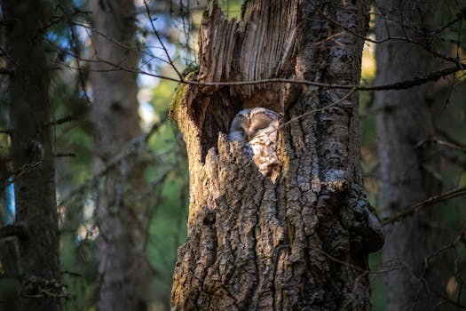 一只黄褐色的猫头鹰在宁静森林的树洞里安息