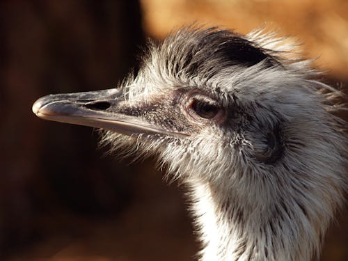 Fotos de stock gratuitas de animales, avestruz