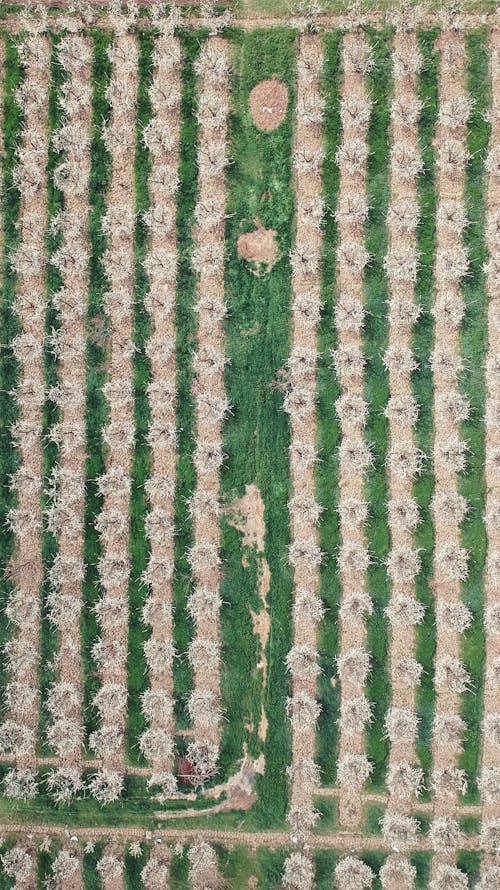 Kostnadsfri bild av dron, fjäder, helishot