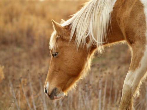 бесплатная Селективный фокус фотографии коричневой лошади на коричневой траве Стоковое фото
