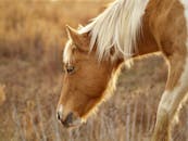 一匹宁静的棕色马在阳光明媚的秋田上吃草，展现了大自然的宁静
