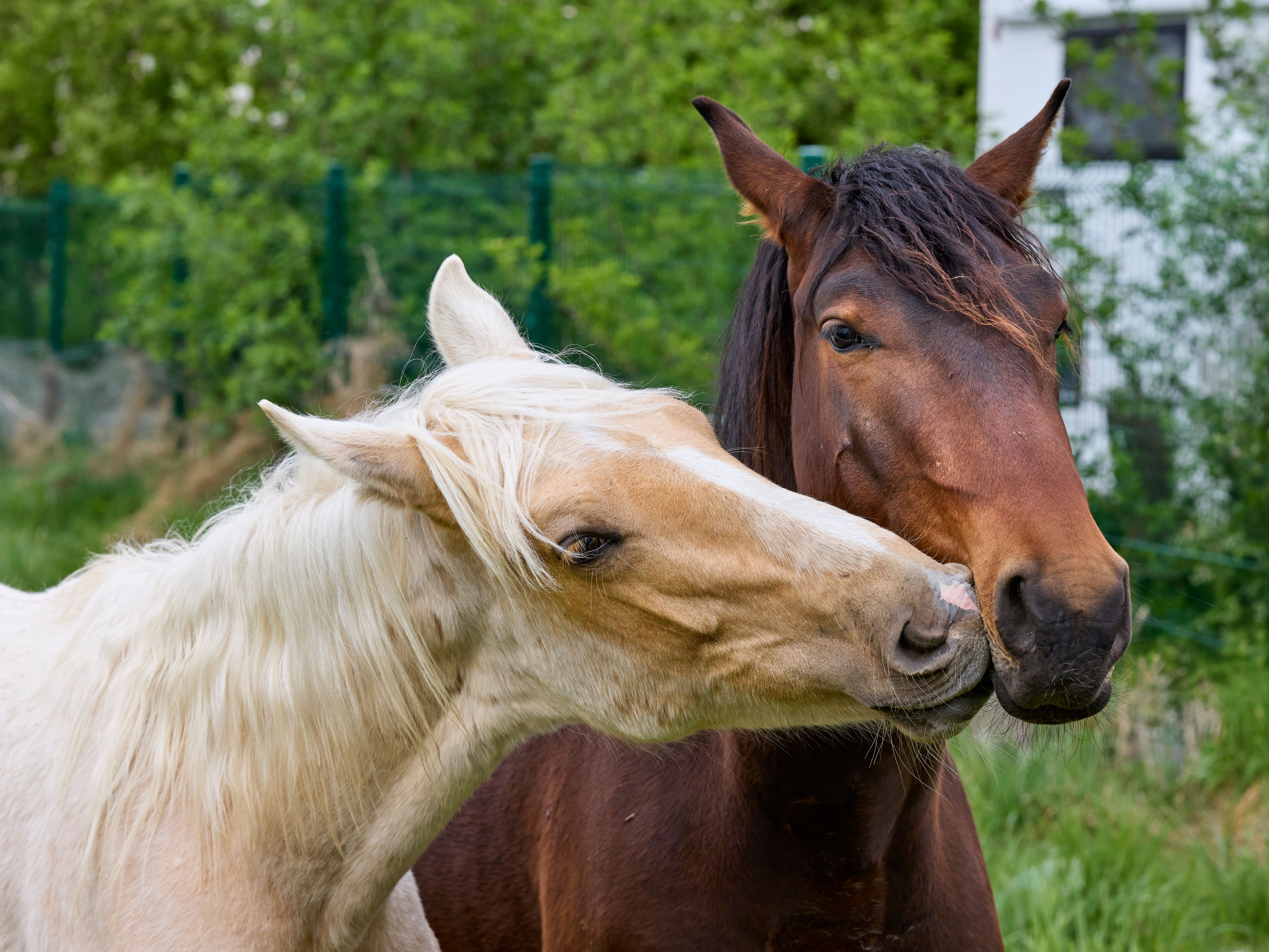 horses squeal touched