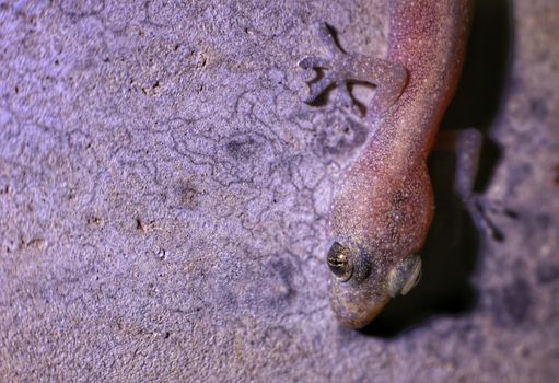 Detailed close-up of a gecko on a textured stone wall, highlighting its unique features.