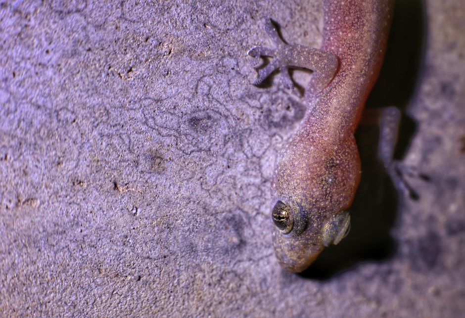Detailed close-up of a gecko on a textured stone wall, highlighting its unique features.