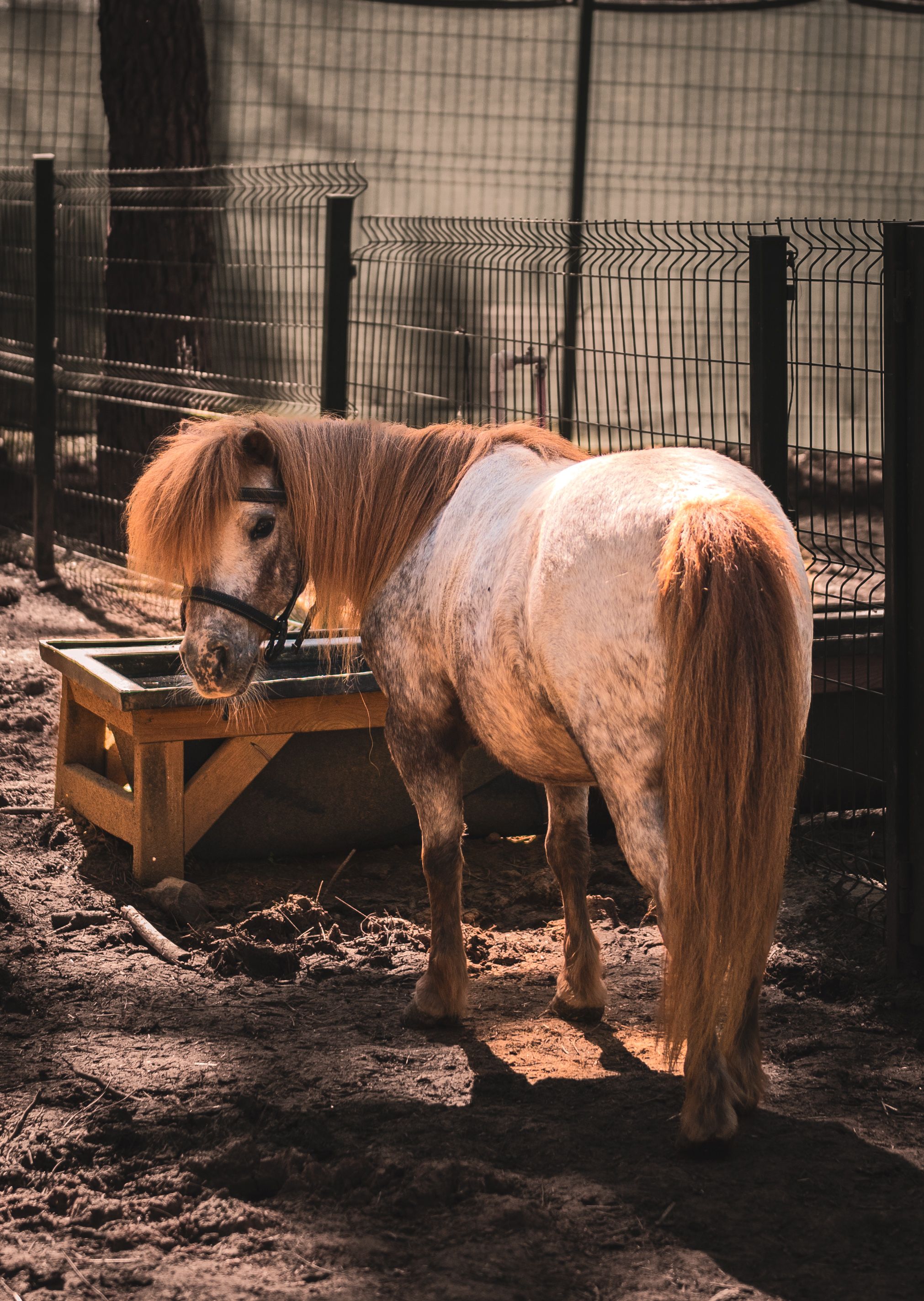 A Shetland pony with a long mane stands outdoors in a fenced area.
