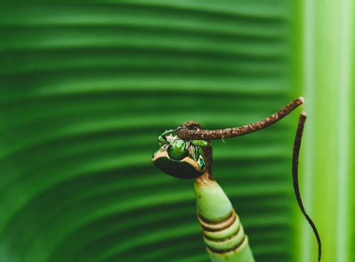 Free Macro shot of a vibrant green beetle perched on a tropical leaf. Stock Photo