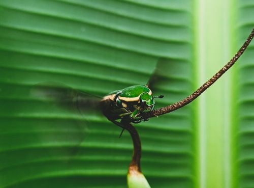 Free Vibrant green beetle clings to a plant stalk against a lush green leaf background. Stock Photo