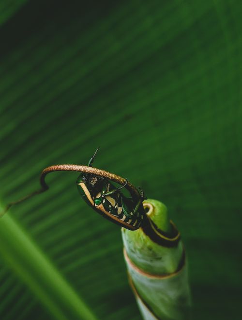 Free Macro shot of a green vine snake entwined around a tropical leaf amidst vibrant greenery. Stock Photo