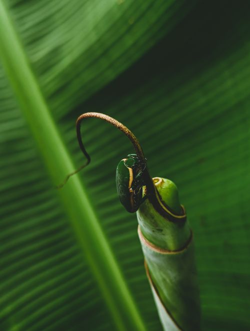 Free Detailed macro shot of an insect resting on a curled tropical leaf, enveloped in lush greenery. Stock Photo