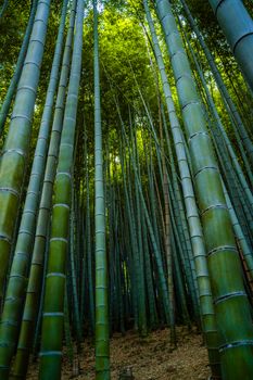 Faszinierendes Motiv in Japan – Anime-Look Hintergrundbild