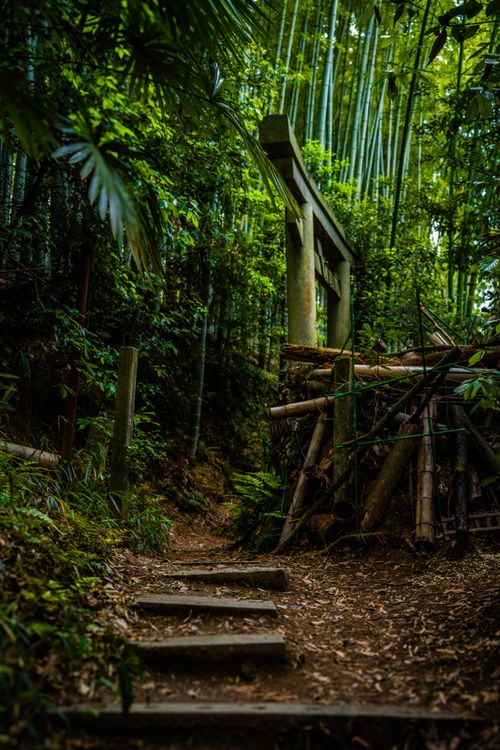 Free A tranquil path leads through a dense bamboo forest with a torii gate in Japan. Stock Photo