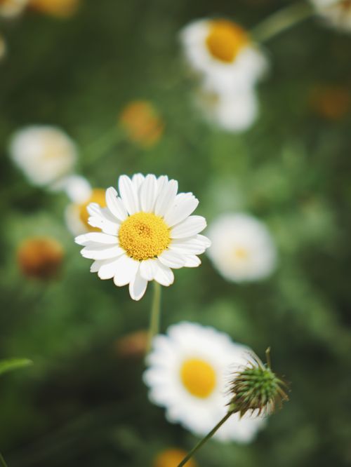 Free Vibrant close-up of white daisies with yellow centers in a lush garden setting. Stock Photo