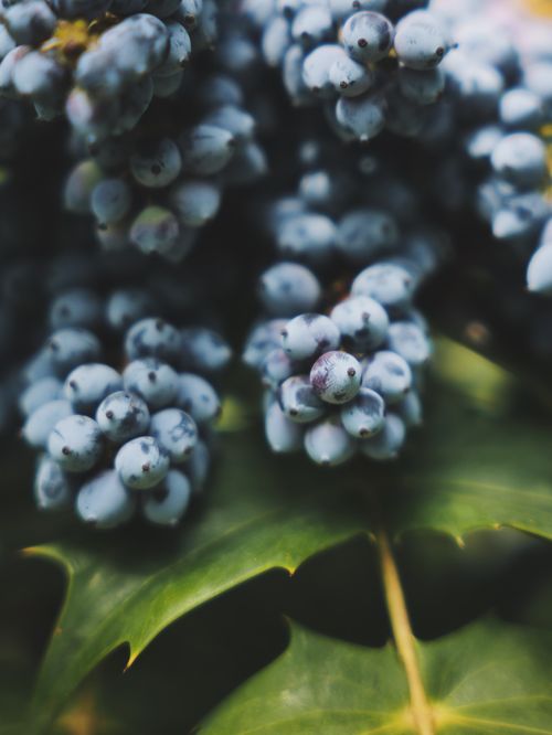 Free Vibrant close-up of Oregon grape berries with sharp green leaves. Perfect for nature themes. Stock Photo