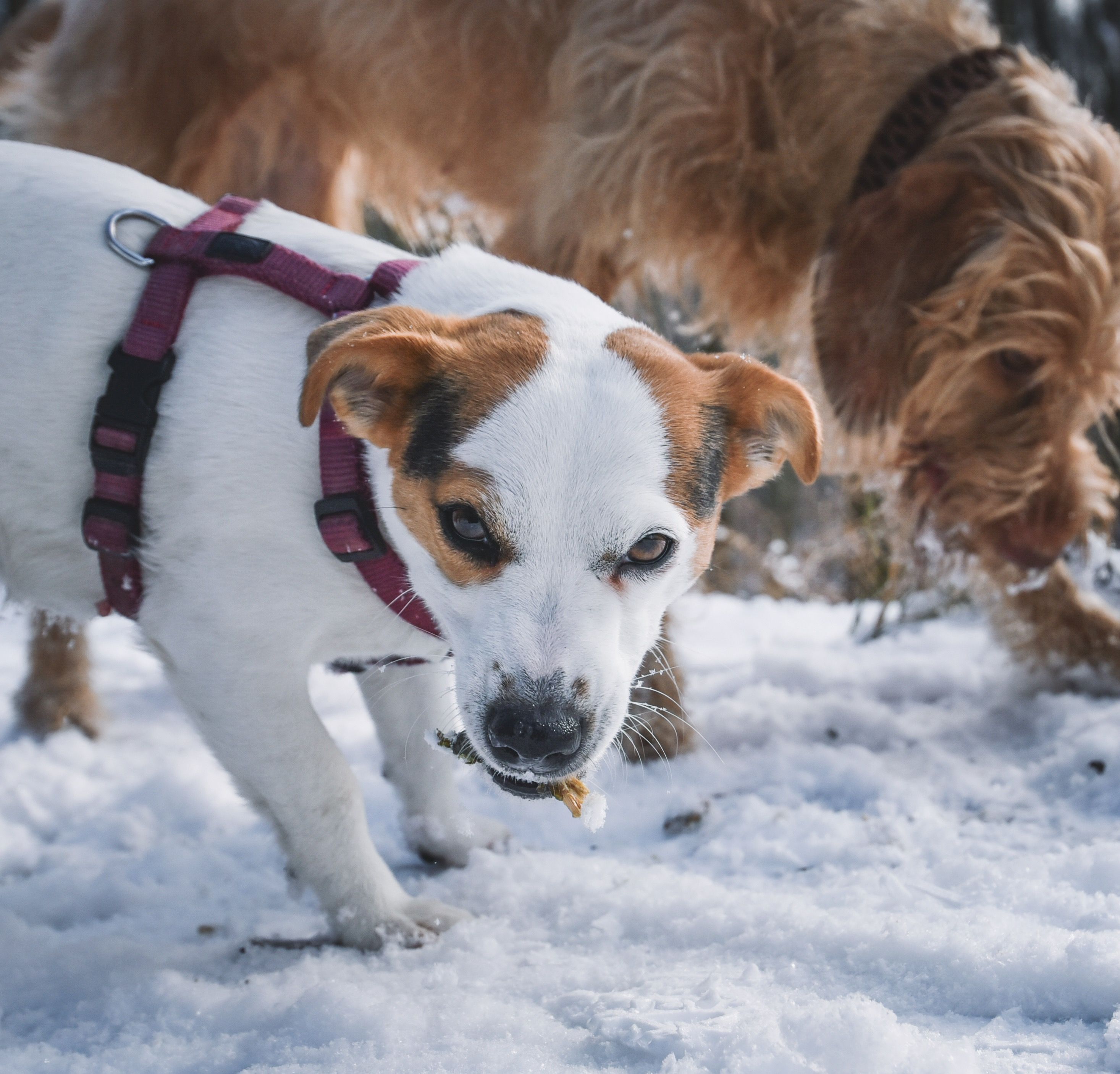 Cold-Pressed Dog Food  Summer : Nextrition's  Picks  Hot Weather Nextrition Pet