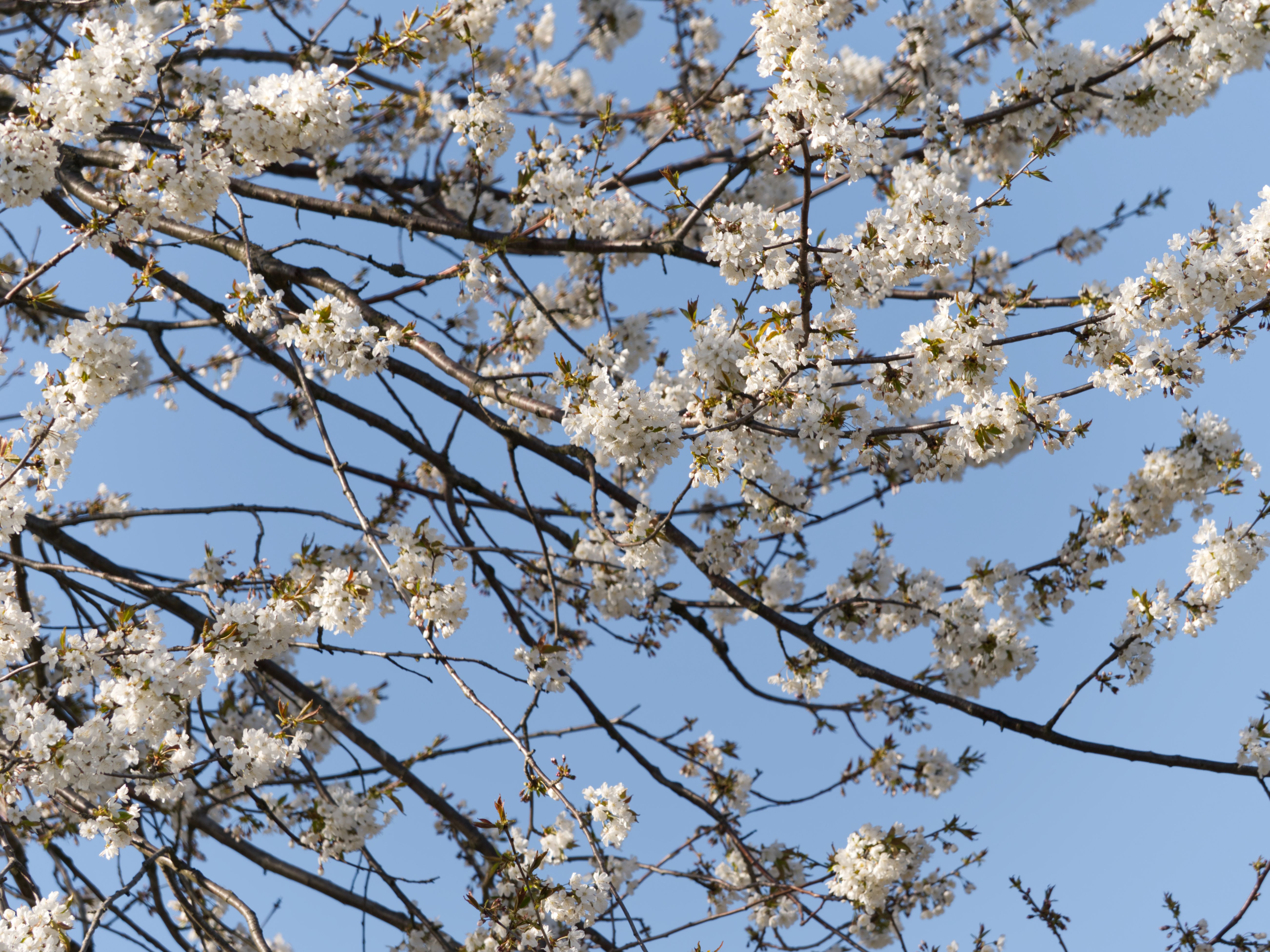 Cherry tree branches with ripening red cherries in the garden