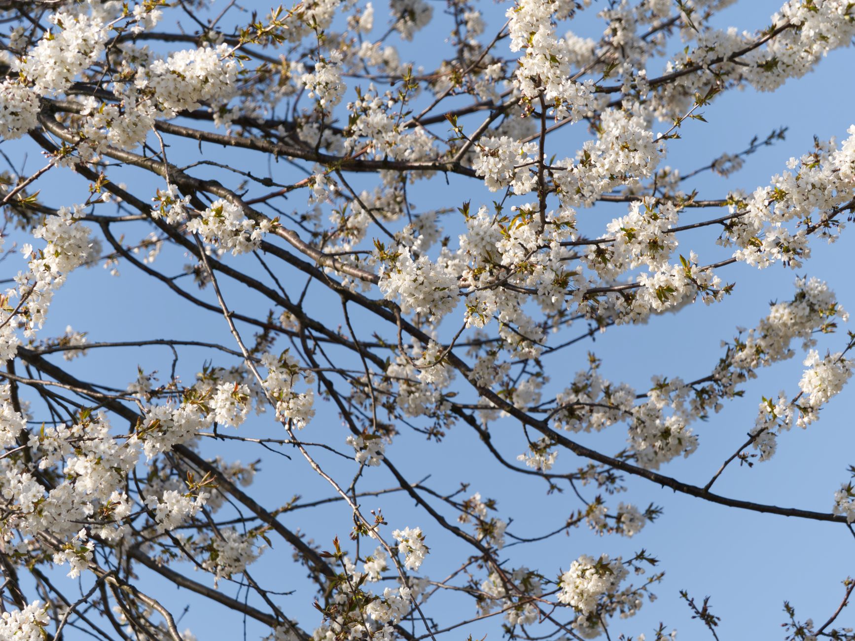 Cherry tree branches with ripening red cherries in the garden