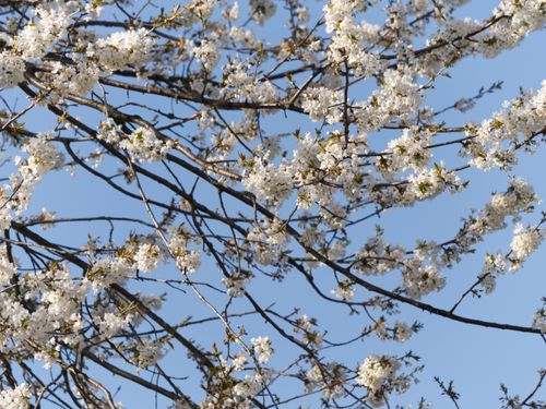 Free Beautiful cherry blossoms in full bloom against a bright blue sky in Poland. Stock Photo