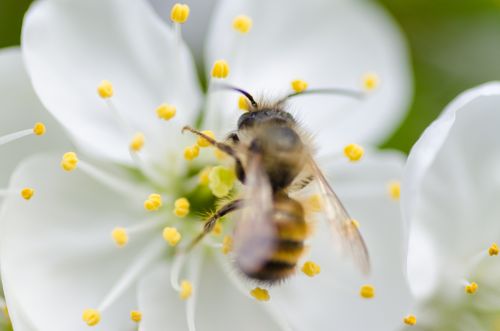 Free Macro shot of a bee collecting pollen from a white flower in daylight. Stock Photo