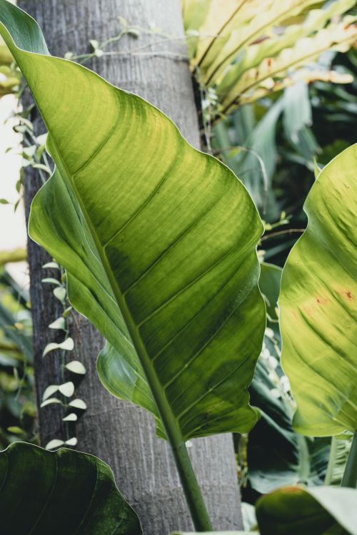 Free Detailed view of vibrant green tropical leaves with natural sunlight highlighting textures. Stock Photo