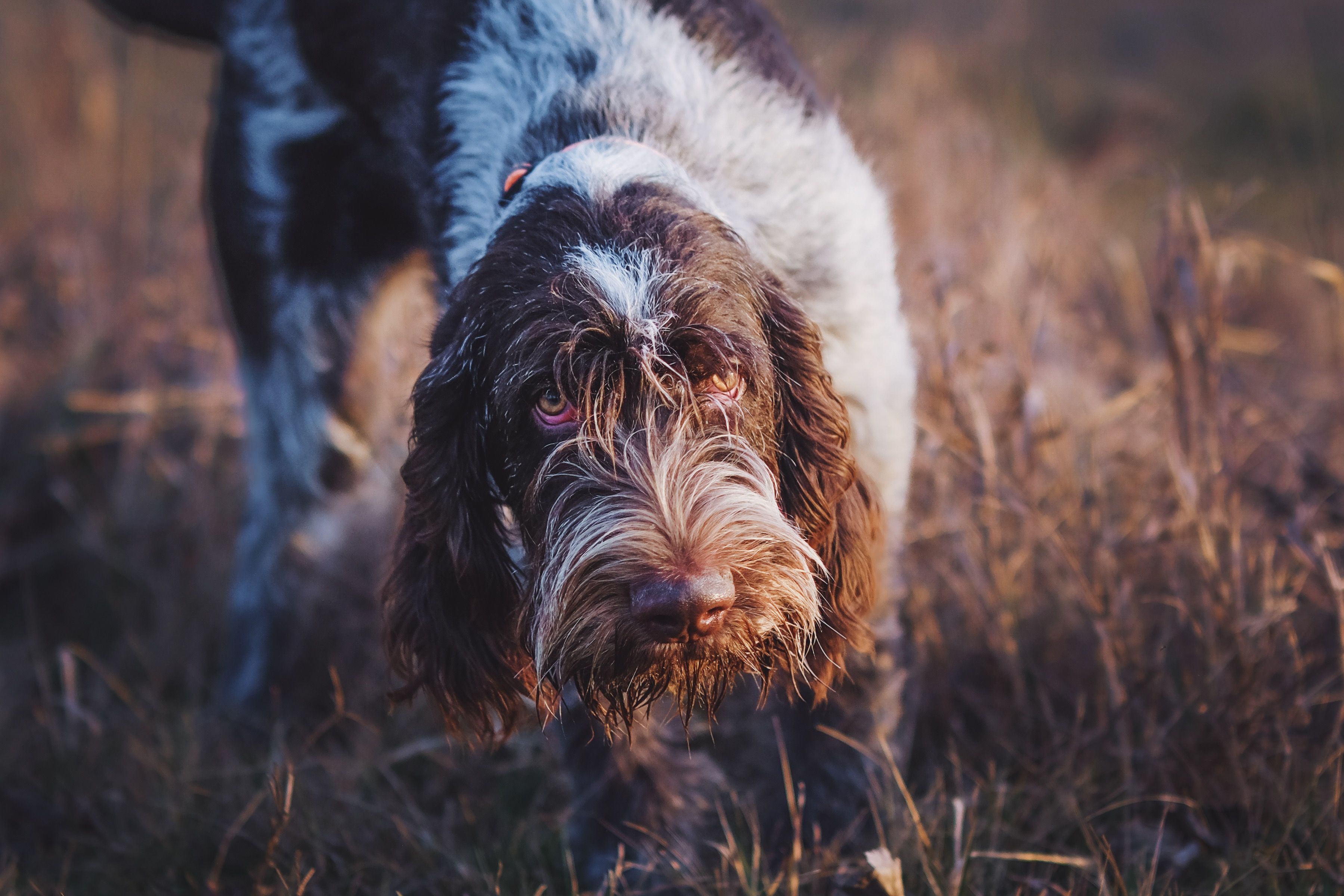 Wirehaired Pointing Griffon