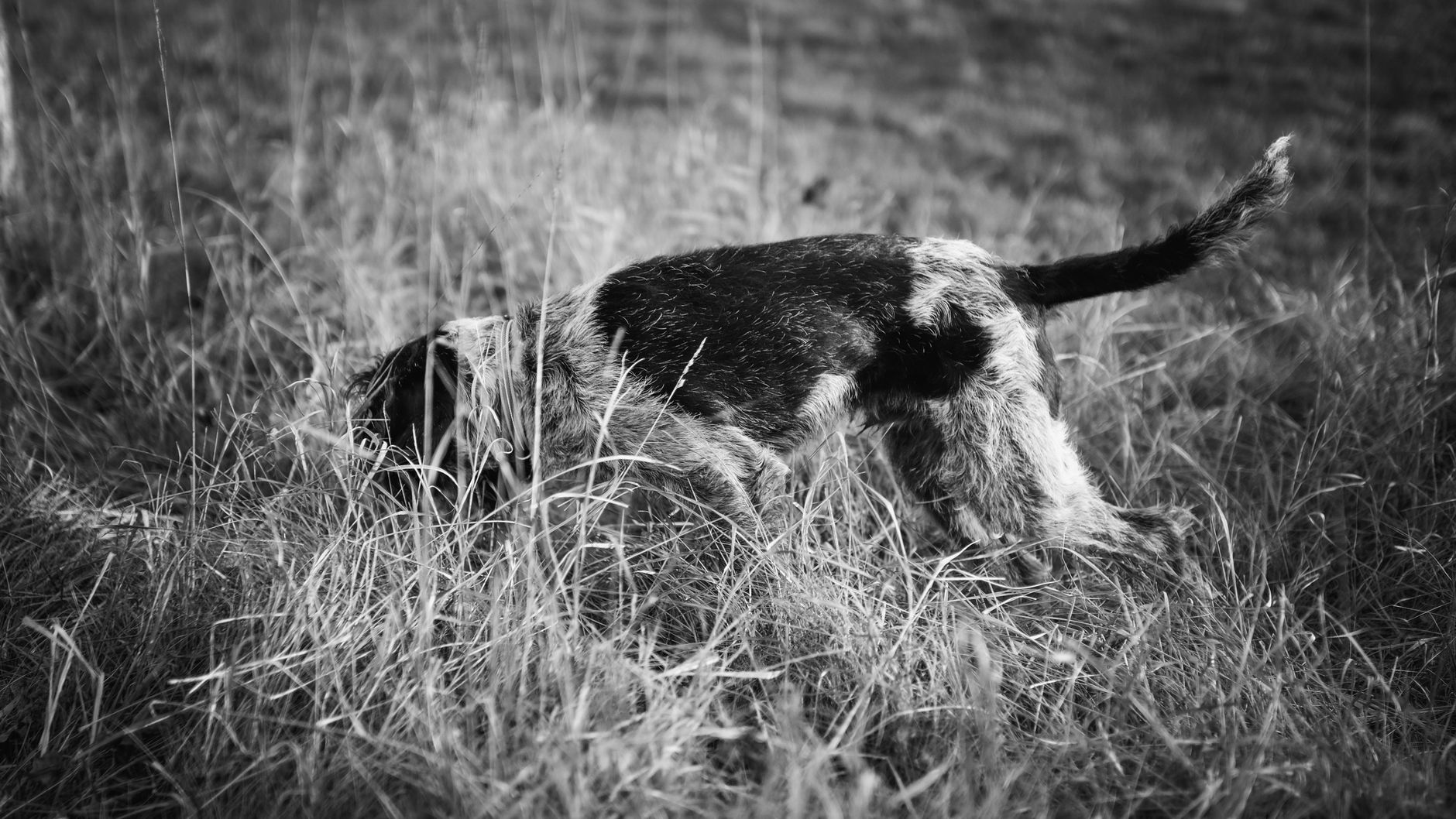 A dog sniffing in tall grass outdoors, captured in black and white.