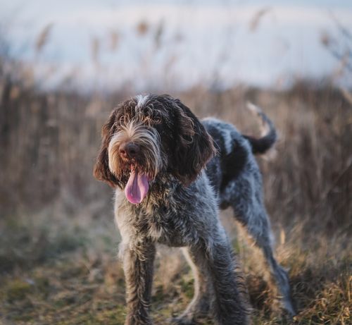 Free Friendly wirehaired dog enjoying the outdoors in a grassy field, showcasing its playful nature. Stock Photo